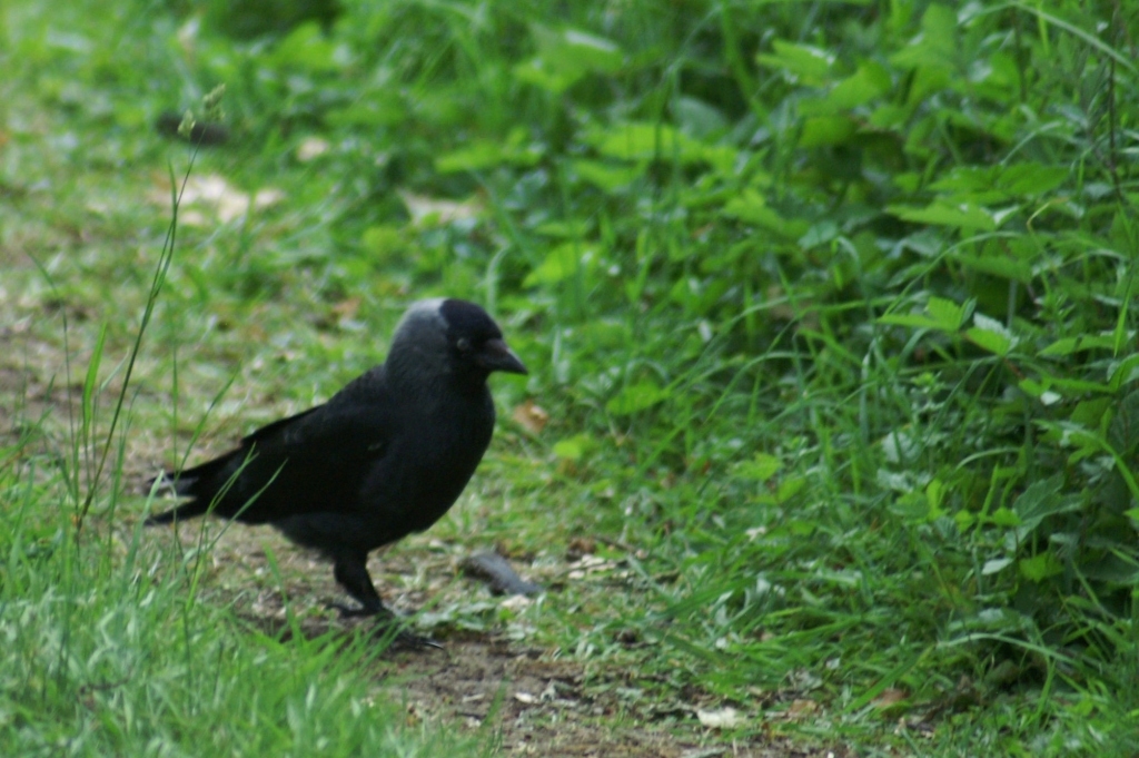 Fountains Abbey birds